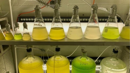 Algae research for the Pond Doctor’s Team