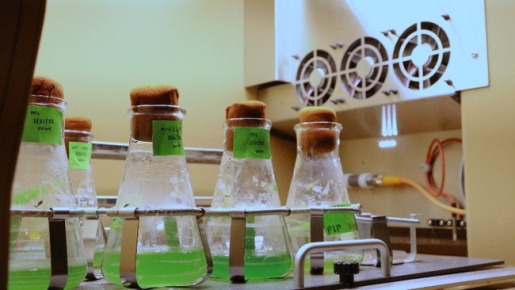 Algae research for Team PheFeed