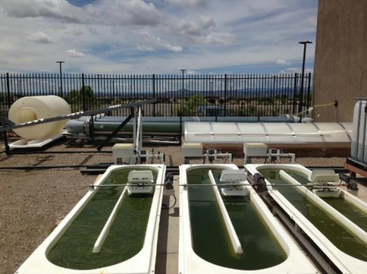 Algae raceway pond