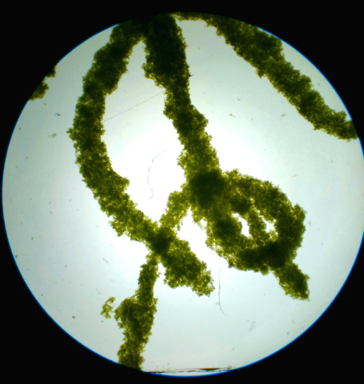 Algae sample.