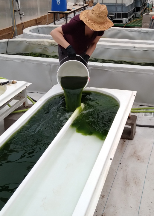 Algae poured into raceway pond.