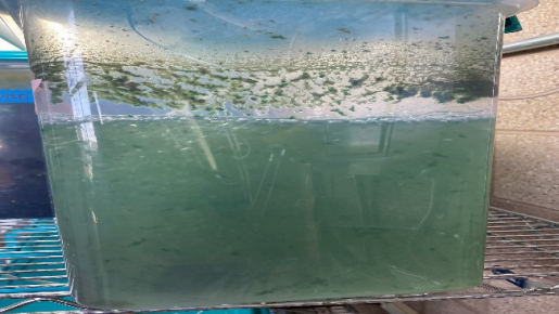 Algae sample.