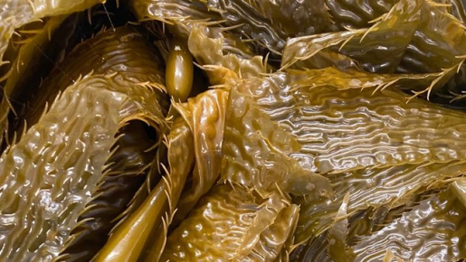 Algae research for Team UC Davis Giant Kelp Team