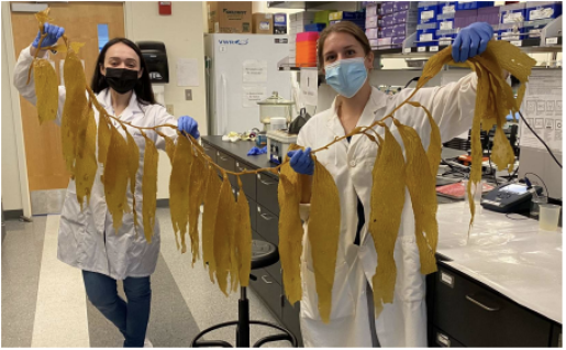 Algae research for Team UC Davis Giant Kelp Team