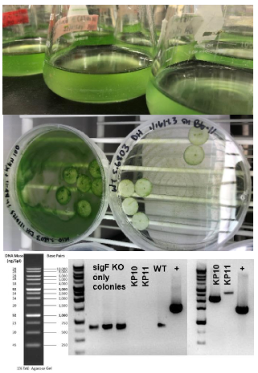 Cultures grown for RNA and protein extraction