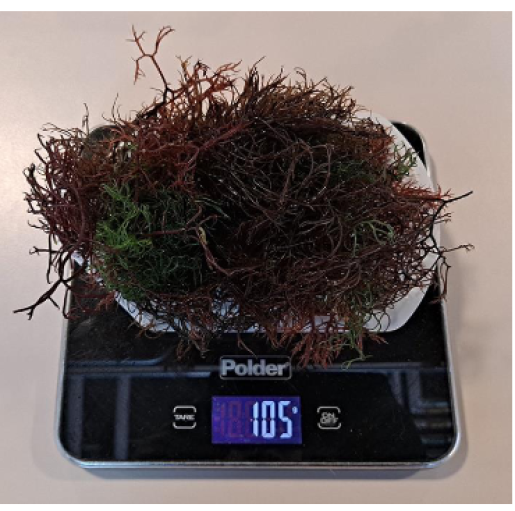 Gracilaria