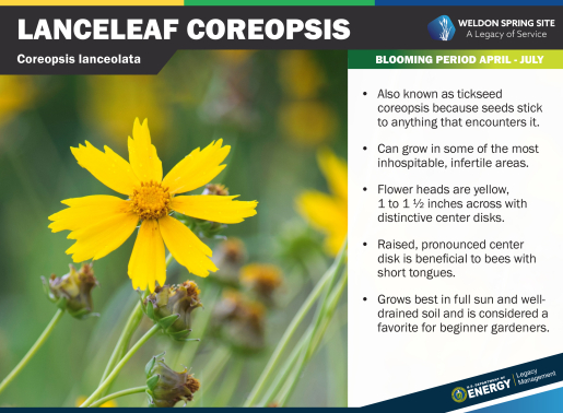 Lanceleaf Coreopsis