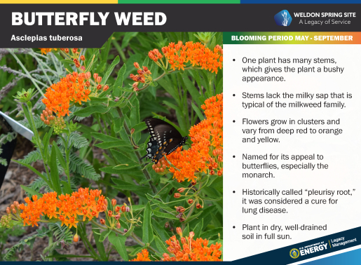 Butterfly Weed