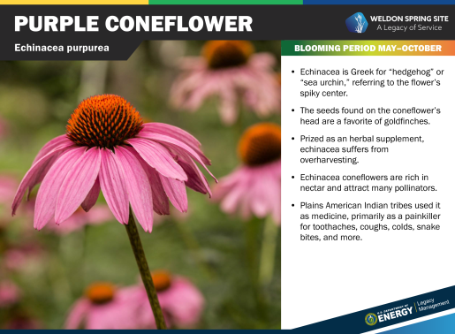 Purple Coneflower