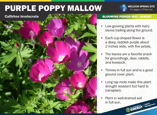 Purple Poppy Mallow