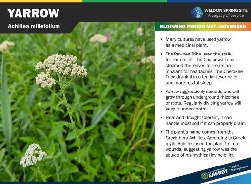 Yarrow