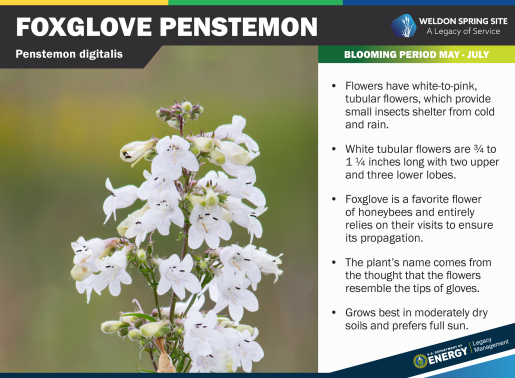 Foxglove Penstemon