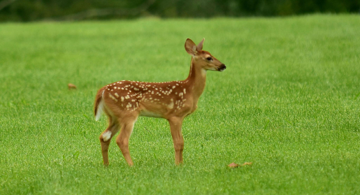 A baby deer standing in a field of green grass.