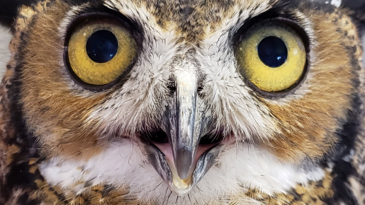 Close up photo of and owl.