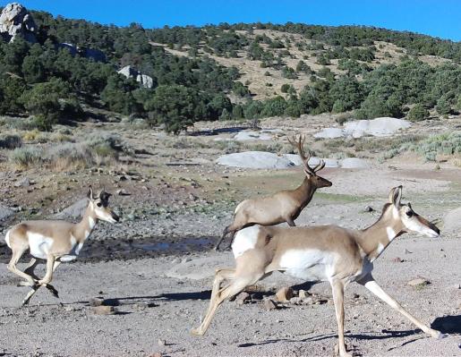 A group of pronghorns three run in front of the camera.