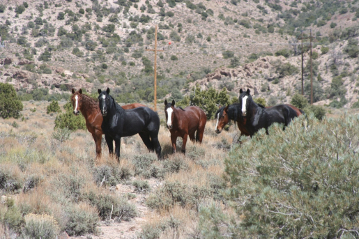 A group of wild horses pause and look at the camera.