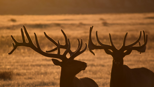 Two male deer in a field.