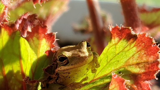 A frog sitting on a leaf.