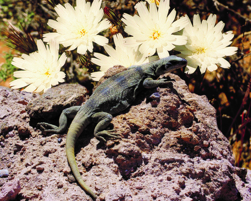 A large lizard sunbathing on a rock next to flowers.