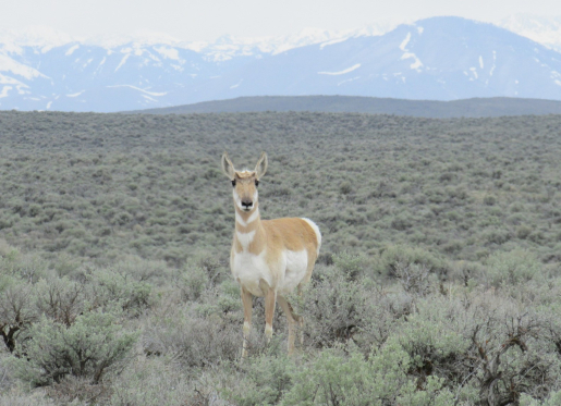 Photo of an animal standing in a field of sage brush looking at the camera.