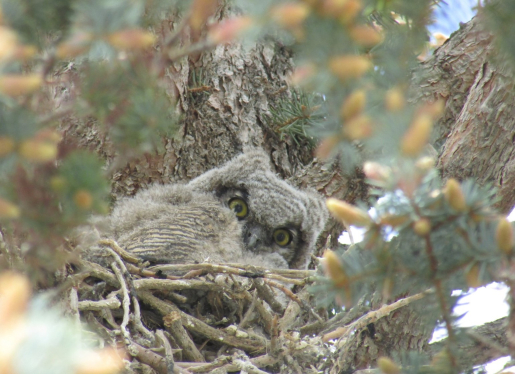 A photo looking up at an owl in a tree.