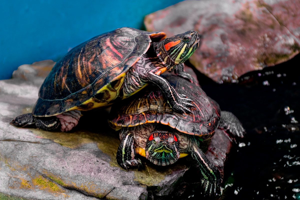 Two turtles shown with one sitting on top of the other.