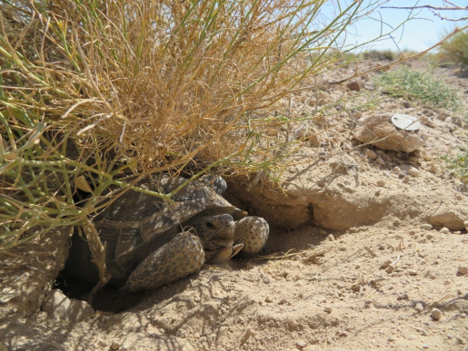 A desert tortoise under some brush.