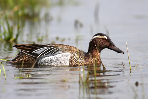 Photo of a duck in the water.