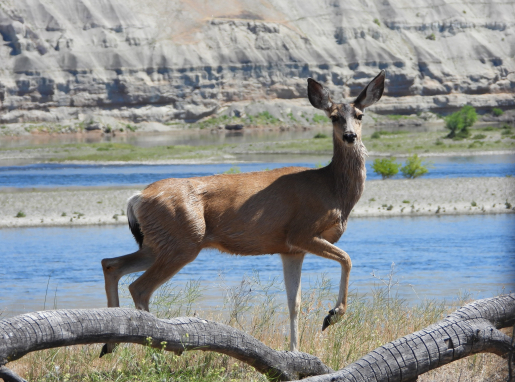 A mule deer standing in front of the water looking at the camera.