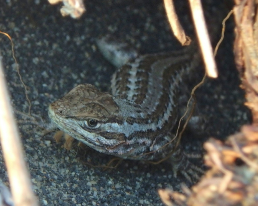 photo of a brown lizard with white stripes.