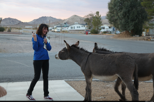 Person standing in front of two wild burros.