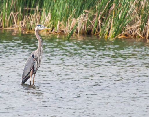 A large bird standing in shallow water.