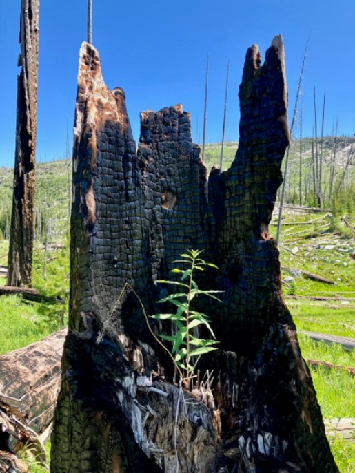 Photo Winner, Category – Resilience “Out of the Ashes” Deanna Criddle, Richland Operations Office