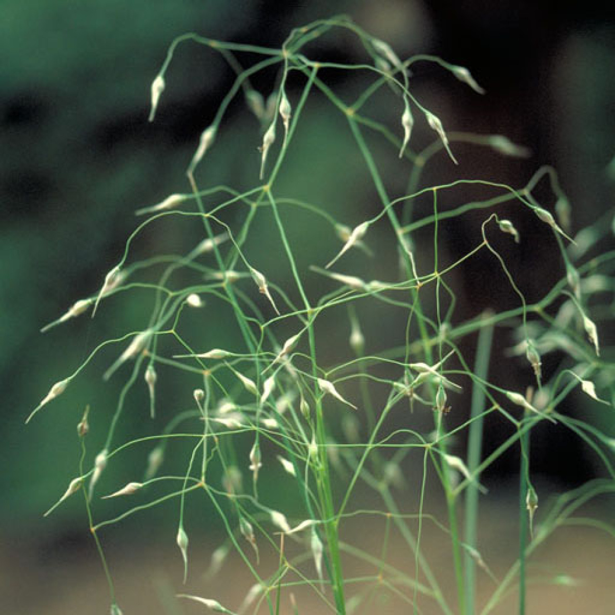 Plants and Animals of the Colorado Plateau: Arid Grasslands and ...