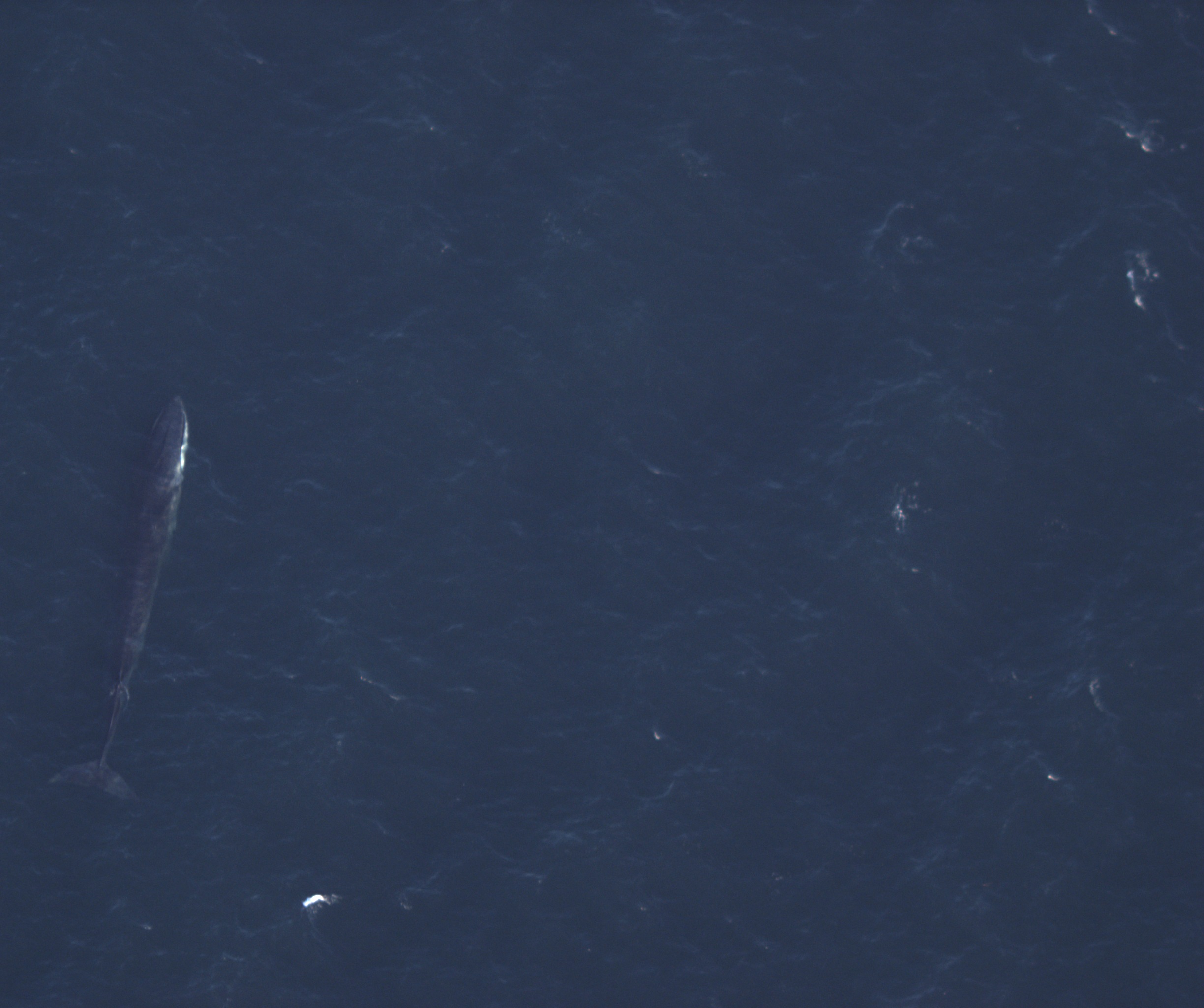 Fin Whale-Zone19.jpg
