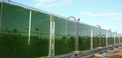 Flat panel photobioreactors at Arizona State University Credit: Arizona Center for Algae Technology and Innovation Flat panel.