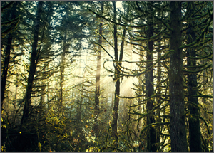 A grove of evergreen trees with sunlight shining through them.