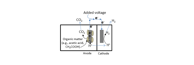 In microbial electrolysis cells, microbes (tan ovals) consume organic matter such as acetic acid, producing electrons (e-) and protons (hydrogen ions, H+). The electrons are passed to an electrode and travel through a wire to the electrode in the cathode section of the MEC. Here, with the help a small added voltage, the protons are combined with the electrons to produce hydrogen gas. Schematic illustration of a microbial electrolysis cell.