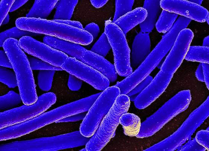 The Secret Lives of Cells