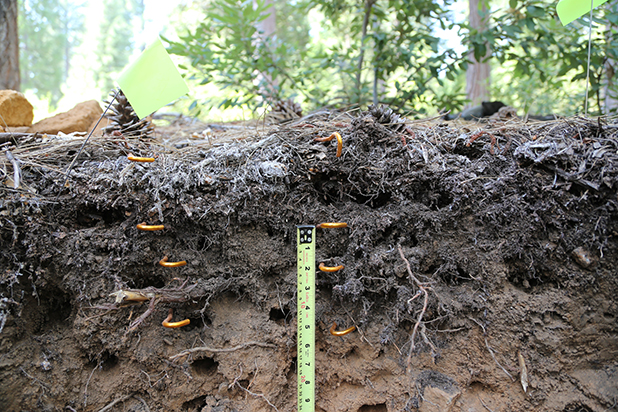 Long term decomposition
