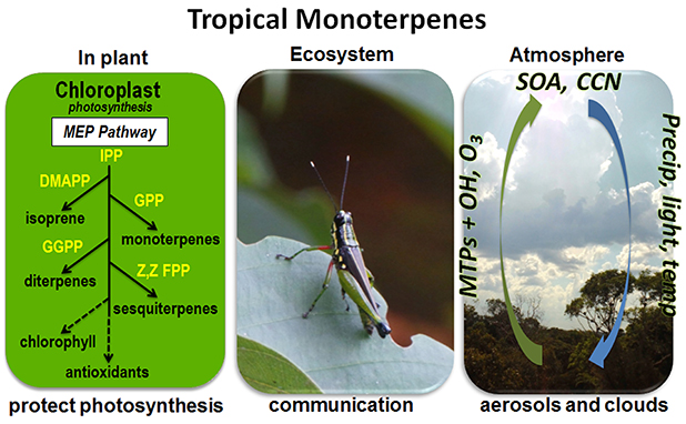 Monoterpene 'Themometer' of Tropical Forest