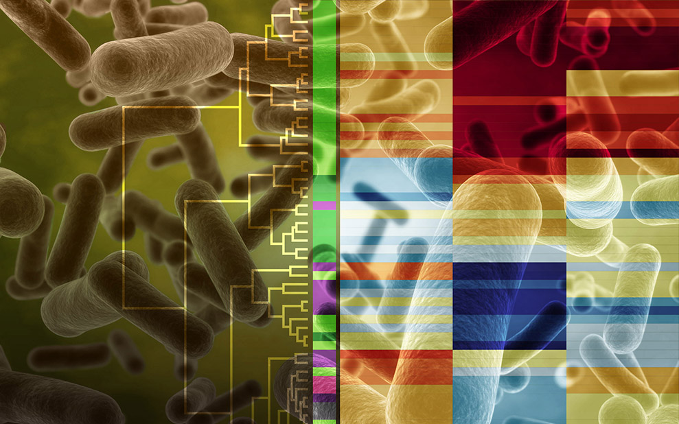 How a Bacterium Uses Multiple Enzymes to Degrade Plant Biomass