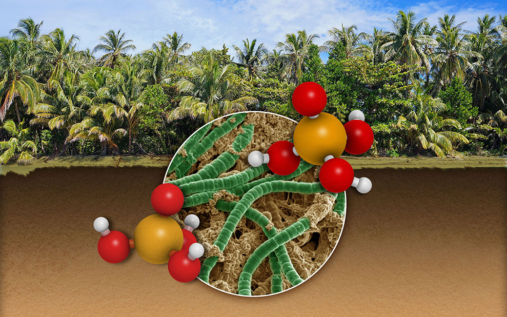 Optimal Foraging: How Soil Microbes Adapt to Nutrient Constraints