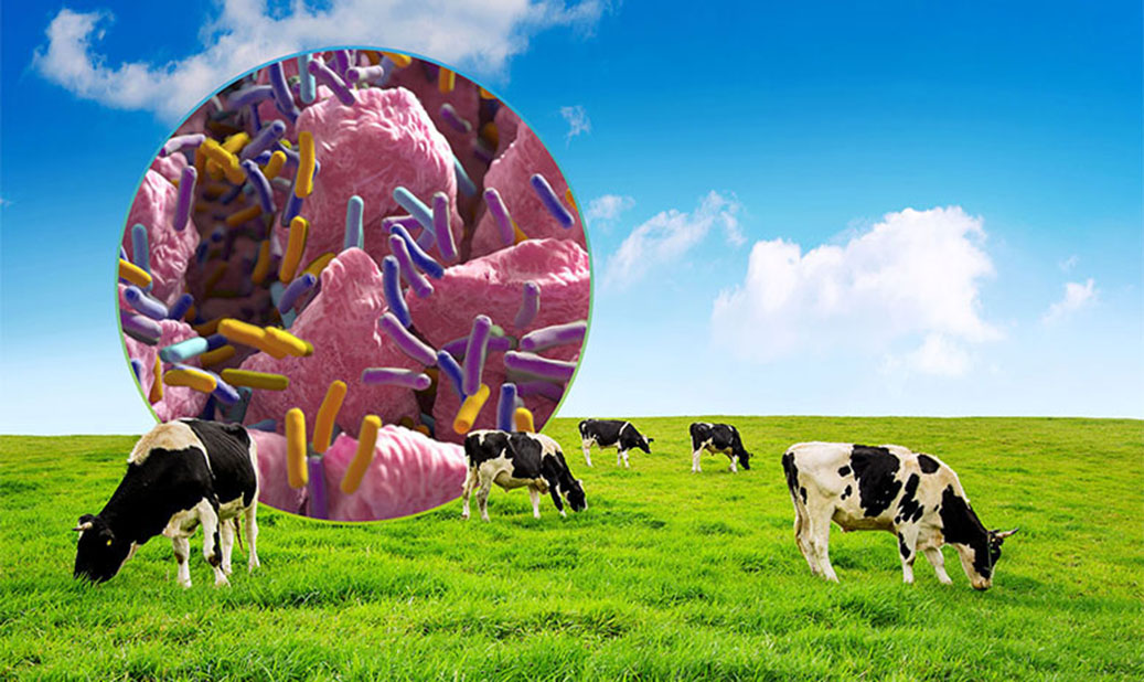 Newly Discovered Bacteria Breaks Down Biomass