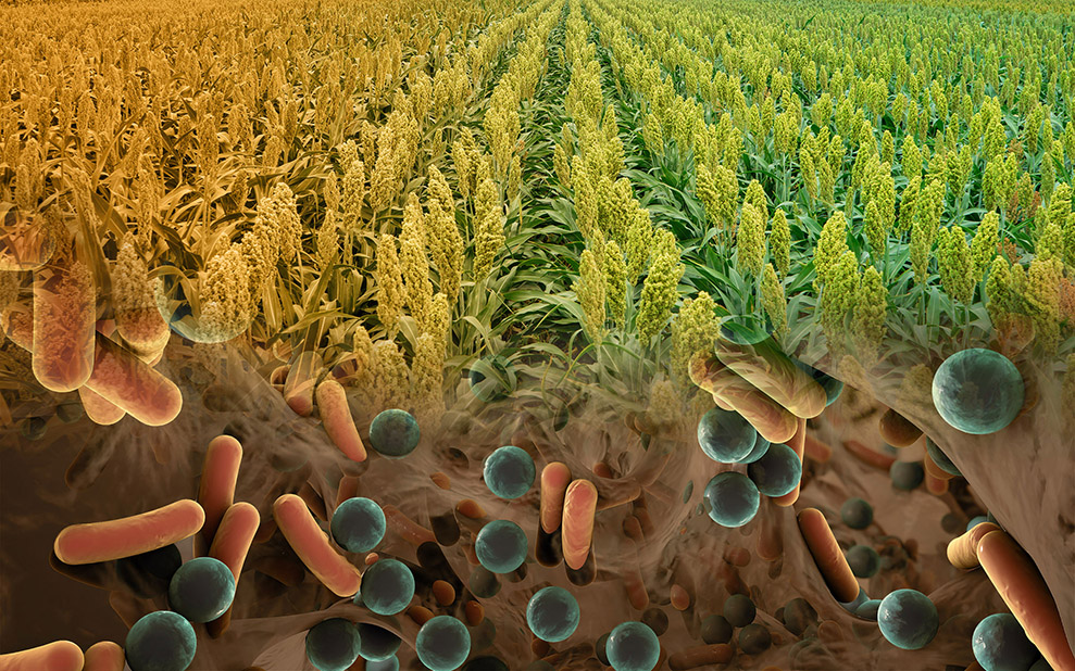 During Droughts, Bacteria Help Sorghum Continue Growing