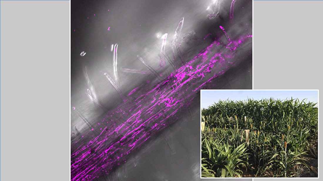 Drought Stress Changes Microbes Living at Sorghum's Roots