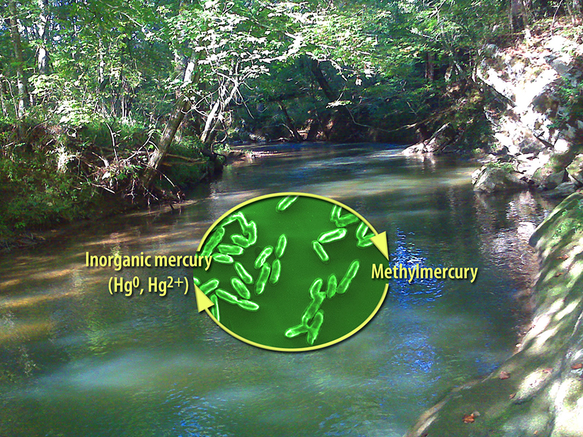 Clarifying Rates of Methylmercury Production