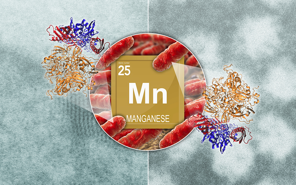How Bacteria Produce Manganese Oxide Nanoparticles