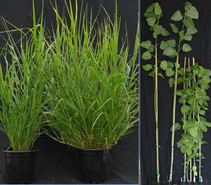 Rewriting Resistance: Genetic Changes Increase Crops' Biomass and Sugar Release