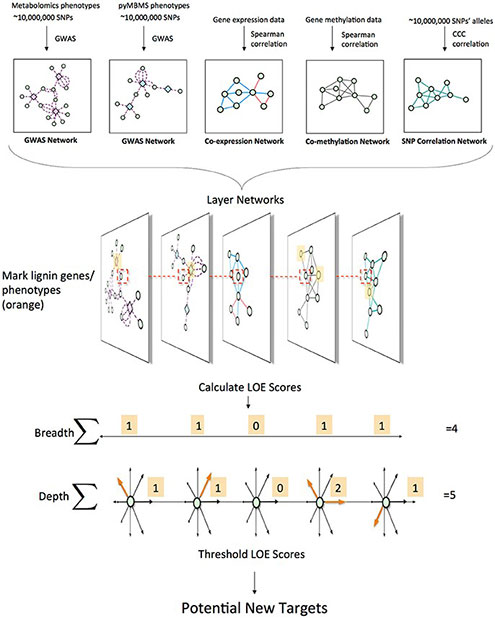 Complex Networks Identify Genes for Biofuel Crops